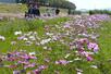 ピンク色のコスモスが咲く関川右岸の河川敷＝上越市の関川大橋付近