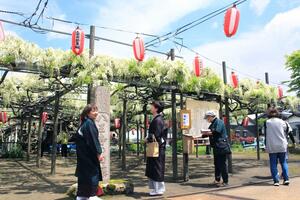 境内に甘い香りを漂わせる「八王寺の白藤」=4日、燕市八王寺