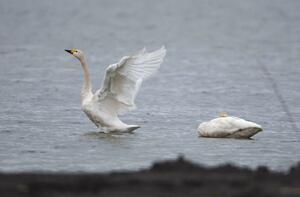 佐潟に今季初飛来したハクチョウ=10月4日、新潟市西区赤塚