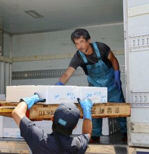長崎県五島市・奈留島の港で、本土向け鮮魚の出荷作業に追われる漁協組合員ら=7日
