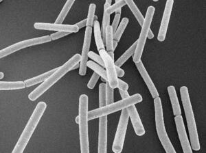 　子宮にすむ乳酸菌のラクトバチルスの電子顕微鏡写真（株式会社サンテ研究所提供）