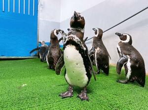 のとじま臨海公園水族館から移送後、元気な様子を見せるマゼランペンギン=1月31日、上越市五智2の市立水族博物館うみがたり