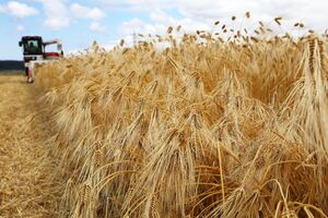 よく実った大麦の収穫作業=6月5日、長岡市王番田町
