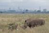 ケニアの首都ナイロビの国立公園を歩くサイ。後方にビルが並ぶ=2024年3月(共同)
