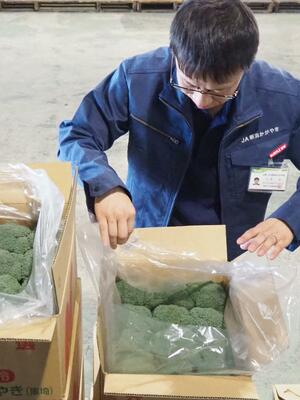 集荷されたブロッコリー=5月14日、新潟市西区