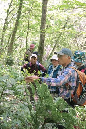 アオネバ登山道で山野草を観察する参加者=佐渡市