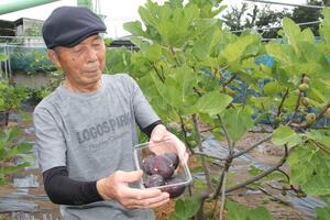 「ビオレーヌ」のブランド名で黒イチジクの栽培拡大に取り組んでいる品田學さん=柏崎市松波4