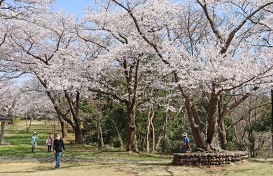 柏崎 赤坂山公園の桜が見頃 新潟日報デジタルプラス