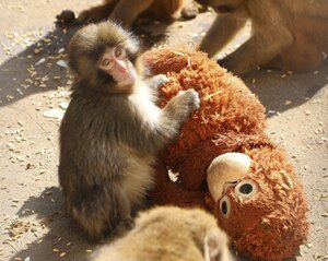 ニホンザル「パンチ」と母親代わりのオランウータンのぬいぐるみ(市川市動植物園提供)