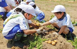 給食で提供されるタマネギやジャガイモの収穫を体験する刈羽小の2年生=刈羽村割町新田