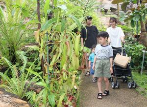 ウツボカズラをはじめとした食虫植物が並ぶ「食虫植物展」=7月20日、新潟市秋葉区の県立植物園