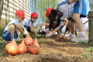 チューリップの球根を植える白山小の児童ら=新潟市中央区の信濃川やすらぎ堤左岸