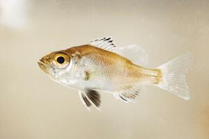 完全養殖のノドグロの稚魚（近畿大提供）