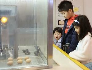 生まれたばかりのひよこを見つめる子どもたち=26日、上越市下門前