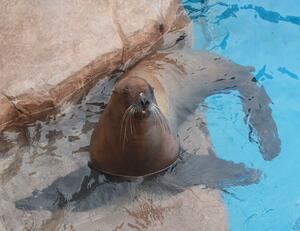 トドの「ナナ」(新潟市水族館マリンピア日本海提供)