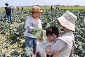ブロッコリーの収穫体験を楽しむ子どもたち=7日、新潟市西区黒鳥