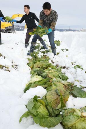 雪の中から掘り出した「雪下育成キャベツ」の収穫=7日、長岡市小国町小栗山