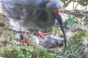 長岡市トキ分散飼育センターで今季初のふ化が確認されたトキのひな（下）＝１４日、長岡市寺泊夏戸（長岡市提供）