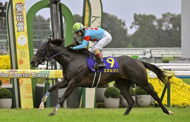 第86回菊花賞を制したクリストフ・ルメール騎乗のエネルジコ=京都競馬場
