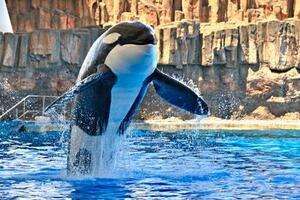 名古屋港水族館で飼育されていた雄のシャチ「アース」(同水族館提供)