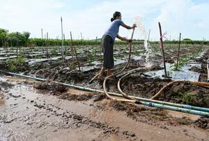 コック川の水を引いて野菜を栽培する農家の女性=10月13日、タイ・チェンライ(共同)