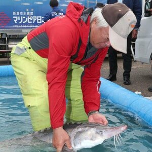信濃川で捕獲されたチョウザメ=31日、新潟市江南区の信濃川漁協