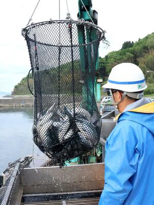 本格化している養殖ギンザケの水揚げ=8日、佐渡市和木