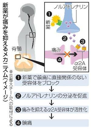 新薬が痛みを抑えるメカニズム(イメージ)