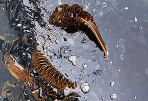 宮城県塩釜市沖で油がまとわりついたメカブ=3月27日(県漁協塩釜地区支所提供)