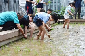 雪の都GO雪共和国の藤木忠雄さん(左)の指導を受けながら、コシヒカリの苗を植えた=東京都中央区