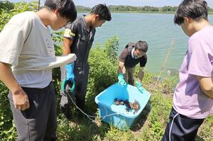 ハスが消失した佐潟で、高校生らと一緒にカメを捕獲する飯田武さん(右から2人目)=新潟市西区赤塚