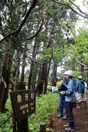 大佐渡石名天然杉遊歩道を点検する県職員ら=4日、佐渡市石名