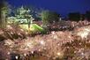 満開を迎えた高田城址公園の夜桜＝９日、上越市