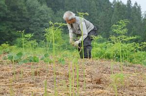山の斜面に生えたワラビを摘み取る来園者＝阿賀町七名乙