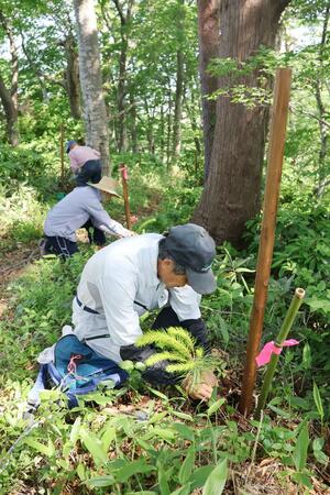 登山道脇に、アカマツの苗木を植える住民たち=胎内市蔵王