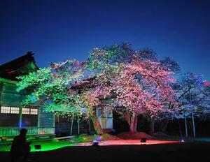 幻想的な光に照らされる熊野神社の桜=9日、佐渡市畑野