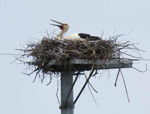 抱卵が確認されたコウノトリの巣＝１３日、上越市