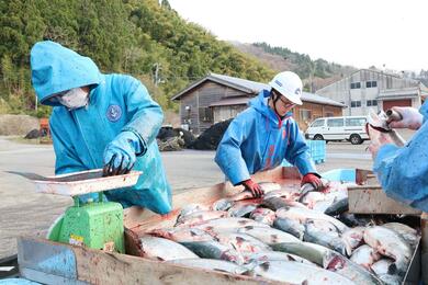 春の味覚、サイズ上々♪佐渡で養殖サクラマスの水揚げ最盛期 和木漁港