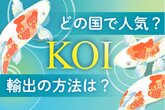 【イラストで知る錦鯉】今や世界で大ブーム ラスベガスでも品評会!小千谷市と長岡市山古志地域で探る海外人気の訳は?