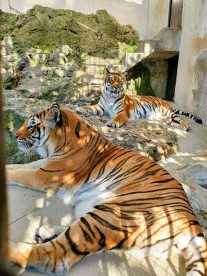 展示室で過ごす臥桜(手前)と未桜=2023年11月(長野県の須坂市動物園提供)