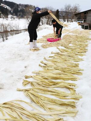 穏やかな天気の下で行われたコウゾの雪さらし=長岡市小国町小栗山
