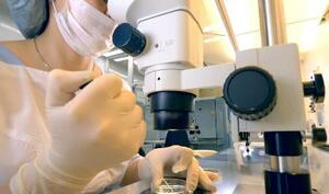 体外受精の作業のイメージ(写真は本文とは関係ありません)(日本産科婦人科学会提供)