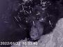 　赤外線カメラに写る冬眠中の雌のクマ「リオ」＝２０２２年（盛岡市動物公園ＺＯＯＭＯ提供）