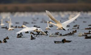 多くの白鳥が飛来するラムサール条約登録湿地の佐潟=2022年11月、新潟市西区