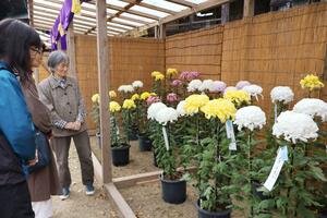 40回目の今年で最後となる「魚沼菊花展・浦佐菊まつり」=南魚沼市浦佐
