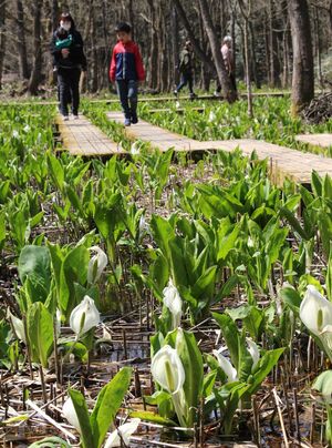 見頃を迎えた水芭蕉公園のミズバショウ。好天に誘われて家族連れらが観賞に訪れていた=4月5日、五泉市菅出