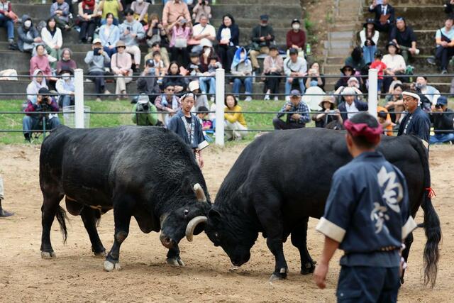 熱戦が繰り広げられた「牛の角突き」初場所＝３日、小千谷市小栗山