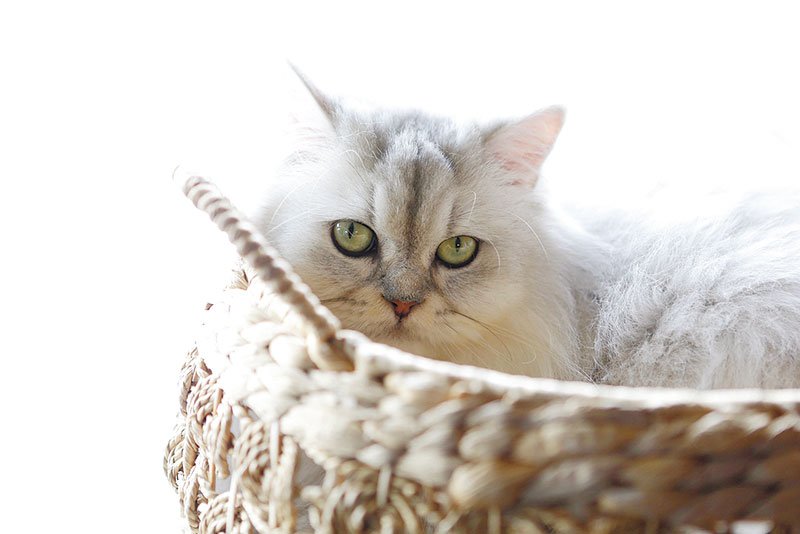 癒やしの猫 にいがたの猫カフェ Assh 2月10日号 新潟日報デジタルプラス