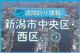 西海岸周辺の岩場や消波ブロック周辺でクロダイがかかる