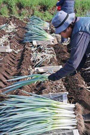 例年より遅れて始まったやわ肌ねぎの収穫=十日町市寺ケ崎